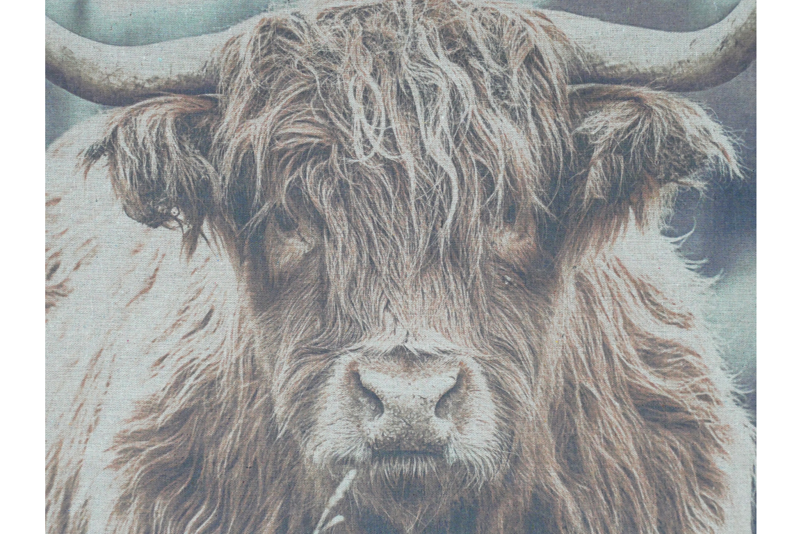 Canvas Wall Art - Highland Cow