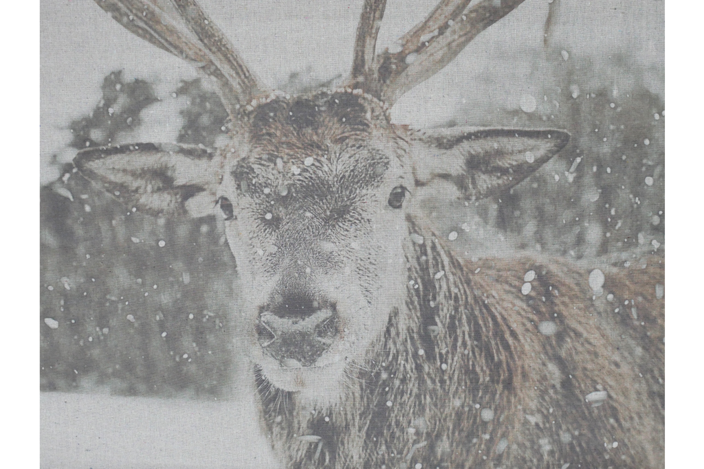 Canvas Wall Art - Stag