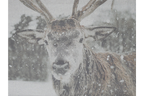 Canvas Wall Art - Stag