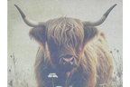 Canvas Wall Art - Cow In Field