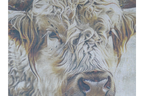 Canvas Wall Art -  Cow