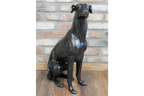 Sitting Whippet