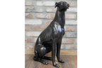 Sitting Whippet