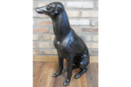 Sitting Whippet