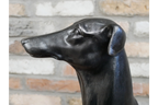 Sitting Whippet