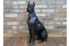 Sitting Great Dane