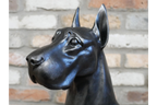 Sitting Great Dane