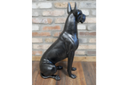 Sitting Great Dane