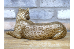 Laying Leopard