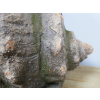 Shell Planter