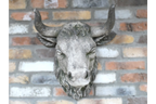 Cow Head