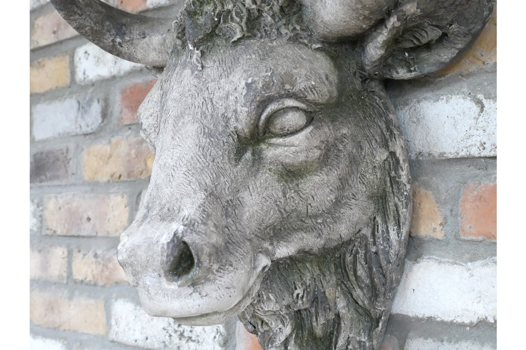 Cow Head
