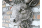 Cow Head