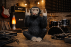 Rock N Roll Monkey