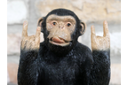 Rock N Roll Monkey