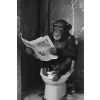 Monkey On The Loo Wall Art