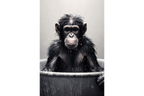 Monkey In Bath Wall Art