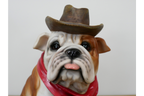 Cowboy Bulldog