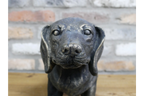 Sausage Dog Planter