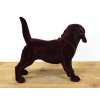 Brown Dog