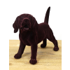 Brown Dog