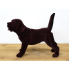 Brown Dog