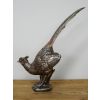 Pheasant
