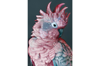 Pink Parrot Wall Art