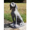 Sitting Dog