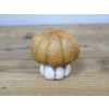 Small Pumpkin