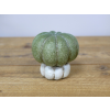 Small Pumpkin