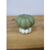 Small Pumpkin