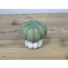 Small Pumpkin