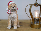 Christmas Dog With Candy Cane