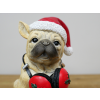 Dog With Headphones