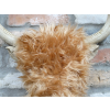 Woolly Highland Cow Wall Decoration