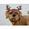 Dog With Antler Ears