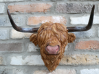 Cow Head