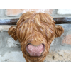 Cow Head