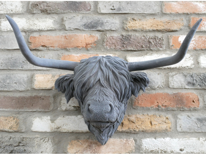 Cow Head