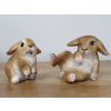 Mini Rabbits