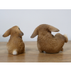 Mini Rabbits