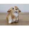 Mini Rabbits