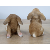 Mini Rabbits