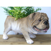 Bulldog Planter