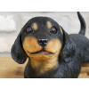 Playful Puppy