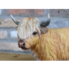 Highland Cow