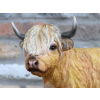 Highland Cow