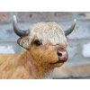 Laying Highland Cow