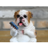 Bulldog On The Loo